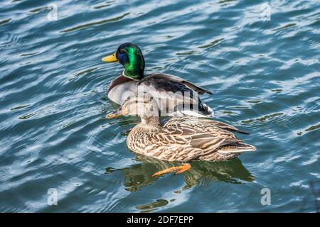 Un paio di mallard maschio e un'anatra femminile nuotate lentamente nel lago su un luminoso sole giorno in closeup tardo inverno Foto Stock