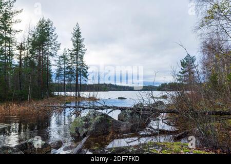 Sbocco di un lago con pietre e un albero caduto in primo piano e lago e foresta sullo sfondo, foto da Vasternorrland Svezia. Foto Stock