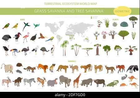 Tree savanna e erba savanna biome, regione naturale isometrica 3d infografica. Savana di boschi e praterie, prarie, pampa. Animali, uccelli e Vege Illustrazione Vettoriale