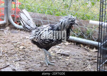 Cortile di pollo Bantam polacco Gallo nero e bianco . Foto di alta qualità Foto Stock