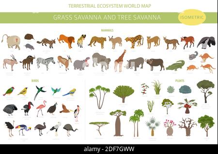 Tree savanna e erba savanna biome, regione naturale isometrica 3d infografica. Savana di boschi e praterie, prarie, pampa. Animali, uccelli e Vege Illustrazione Vettoriale