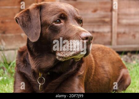 Un primo piano di un marrone, rosso, cioccolato labrador cane guardando lateralmente In un giardino a Stockton su Tees, Inghilterra, Regno Unito Foto Stock