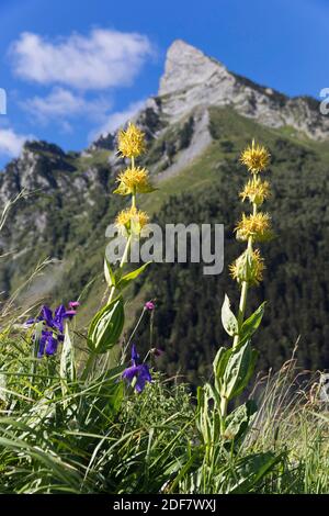 Francia, alta Garonna, Bagneres de Luchon, la valle del Pique, fiore giallo genziana Foto Stock