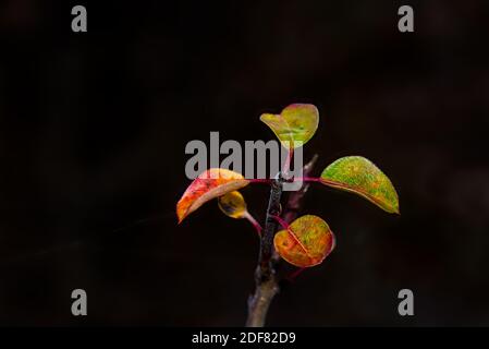 Foglie autunnali isolate su sfondo nero, foglie cadenti colorate Foto Stock
