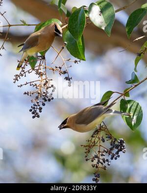 Cedar Waxwings condividono una bacca Foto Stock