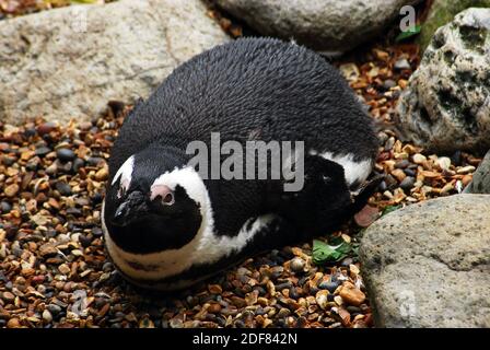 Pinguino africano (Sfeniscus demersus) Conosciuto anche come il pinguino del Capo o il pinguino sudafricano Una specie di pinguino confinata nelle acque dell'Africa meridionale Foto Stock