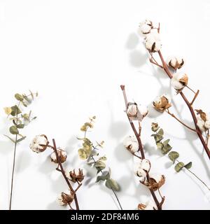 Fiori di cotone secchi e rami di eucalipto su sfondo bianco. Spazio vuoto. Spazio di copia Foto Stock