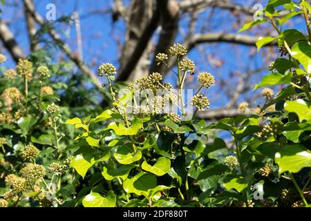 Hedera Helix pianta. Rami comuni di edera con foglie e fiori sul cielo blu chiaro. Foto Stock