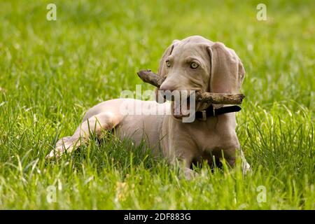 Adorabile cucciolo di Weimaraner in muratura bastone di legno sul prato verde. Ritratto di weimar cane animale domestico giocare con bastone di legno su sfondo verde erba. Co Foto Stock