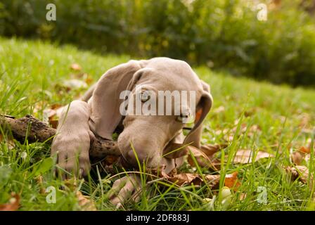 Adorabile cucciolo di Weimaraner in muratura bastone di legno sul prato verde. Ritratto di weimar cane animale domestico giocare con bastone di legno su sfondo verde erba. Co Foto Stock