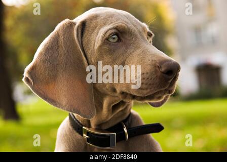 Cucciolo di Weimaraner in parco. Ritratto del giovane cane weimar con colletto nero su verde. Lussureggiante fogliame sullo sfondo. Foto Stock