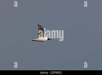 Relitto Gull (Larus relictus) adulto in volo Lago Alakol, Kazakistan Giugno Foto Stock