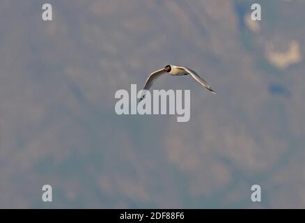 Relitto Gull (Larus relictus) adulto in volo Lago Alakol, Kazakistan Giugno Foto Stock