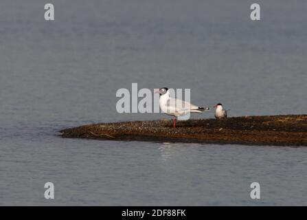 Relitto Gull (Larus relictus) adulto in piedi sulla sputa con comune Tern Lago Alakol, Kazakhstan Giugno Foto Stock