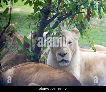 Immagine di diverse leonesse bianche che giacciono intorno ad un albero Foto Stock