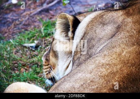 Vista laterale di una leonessa bianca che dormiva Foto Stock