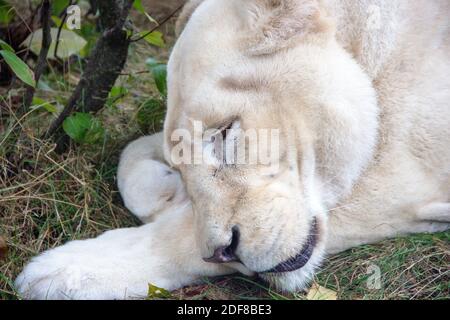 Vista sulla testa di una leonessa bianca che dormiva Foto Stock