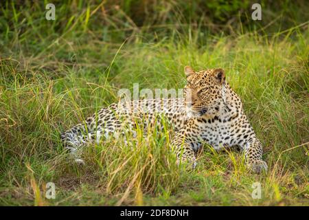 Leopardo (Panthera pardus) rilassante in erba, Queen Elizabeth National Park, Uganda. Foto Stock