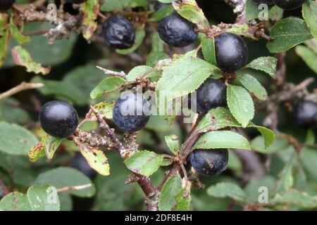 Sloe Berries su un albero di Blackthorn o Bush ( Prumus spinosa ) UK nel mese di settembre Foto Stock
