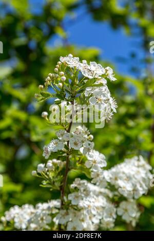 Bel fiore di mela in primavera, con una profondità di campo poco profonda Foto Stock