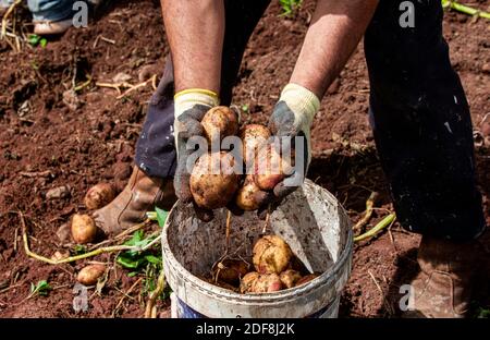 Selezione di patate fresche raccolte nella fattoria di Fontanales, Gran Canaria, Isole Canarie Foto Stock