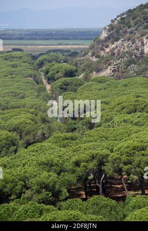 Pino Marittimo paesaggio in Toscana Foto Stock