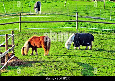 Cavalli che pascolano in campo. Cavalli che alimentano in Inghilterra rurale. Cavalli bianchi e neri in un bellissimo paesaggio. Gruppo di animali addomesticati in un prato. Foto Stock