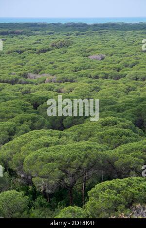 Pino Marittimo paesaggio in Toscana Foto Stock