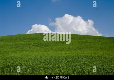 collina verde con nuvole bianche Foto Stock