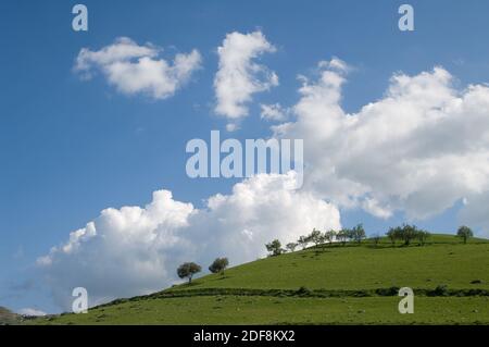 collina verde con alberi e nuvole bianche Foto Stock