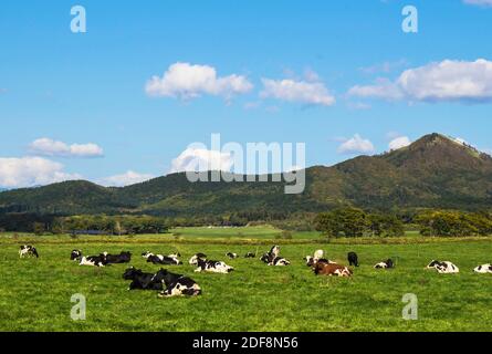 Una mandria di mucche seduta e rilassante su un sole pascolo Foto Stock