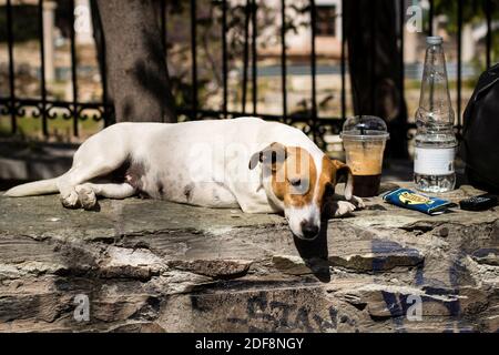 Carino pio Jack Russel poggia su una panca di roccia durante giorno di sole Foto Stock