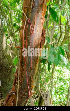 Radice aerea su albero di Copperwood Foto Stock