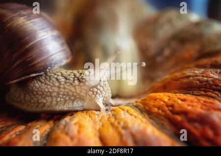 la grande lumaca d'uva striscia su una bella zucca goffrata. Grande chiocciola da vicino su una scatola di verdure. Profondità di campo ridotta, messa a fuoco selettiva. Chiudi Foto Stock