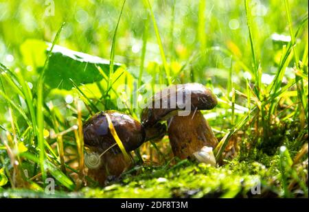 I funghi in Foresta dopo la pioggia. Foto Stock