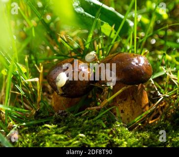 Ha lumache sui funghi. Foresta dopo la pioggia. Foto Stock