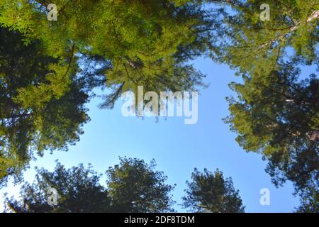 Big Basin Redwoods, California Foto Stock