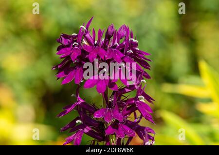 Primo piano di un fiore cardinale viola (lobelia cardinalis) in fiore Foto Stock