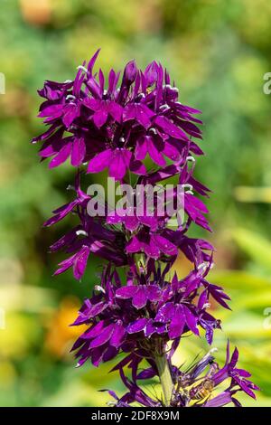 Primo piano di un fiore cardinale viola (lobelia cardinalis) in fiore Foto Stock