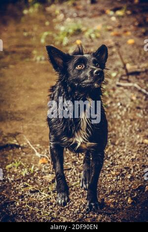 Cane bianco e nero in un fiume Foto Stock