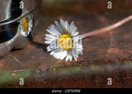 Appena selezionato a margherita collocato su una panchina del parco e riflesso in una bottiglia di bevande lucenti Foto Stock
