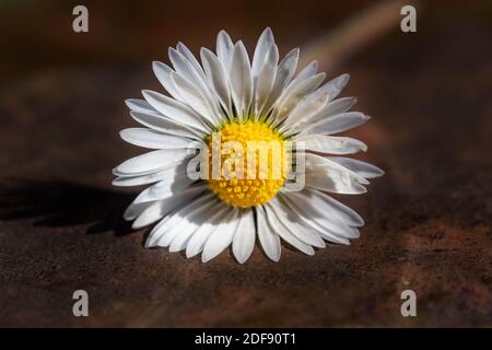 Appena selezionato a margherita posto su una panchina del parco Foto Stock