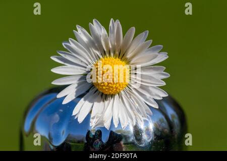 Appena selezionato, posto a margherita su una bottiglia di bevande lucenti Foto Stock