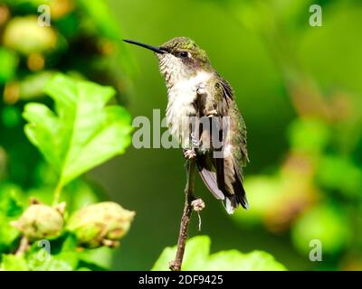 Un closeup di Hummingbird in Ruby-thorated arroccato su un ramo di albero circondato Da foglie verdi come si Fluffs fuori il suo verde e. Piume iridescenti bianche in th Foto Stock