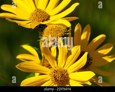 Coreopsis o Tickseed Daisy-come Wildflower Closeup Macro con petali gialli Splende al sole in un giorno d'estate Foto Stock