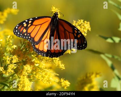 Monarch Butterfly Wings diffusione e mangiare un giallo Wildflower goldenrod primo piano, Macro, arancione e Black Wings Foto Stock