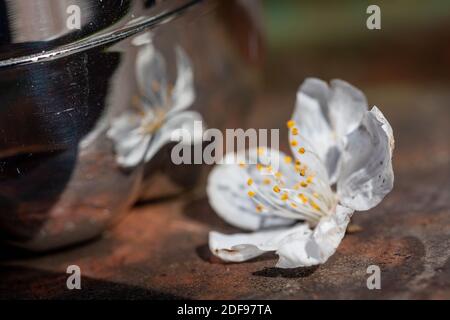 Single Wood Anemone testa di fiore su una panca del parco riflessa in una bottiglia di bevande lucenti Foto Stock