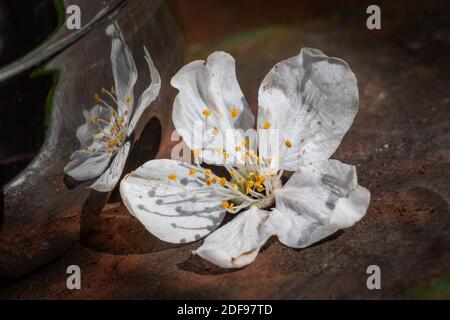 Single Wood Anemone testa di fiore su una panca del parco riflessa in una bottiglia di bevande lucenti Foto Stock