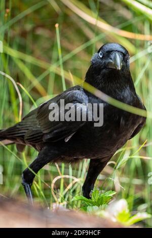 Due Crows Torrseaiani (Corvus orru) si nutrono di terra su uova di uccelli rubate dal nido. Queensland Australia. Foto Stock