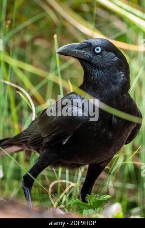 Due Crows Torrseaiani (Corvus orru) si nutrono di terra su uova di uccelli rubate dal nido. Queensland Australia. Foto Stock